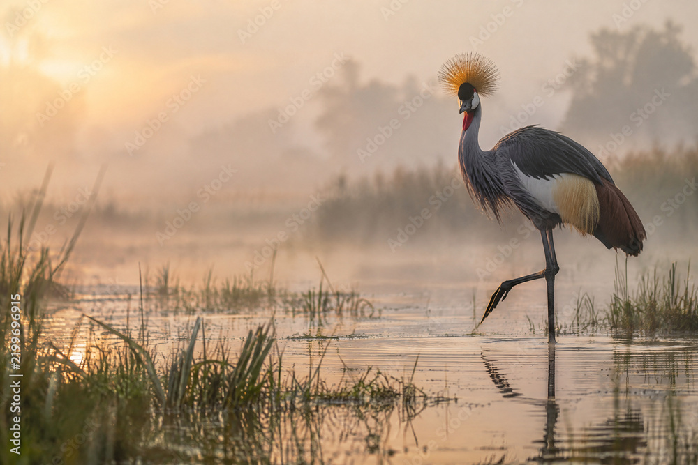 Fototapeta premium Grey crane standing in misty wetland