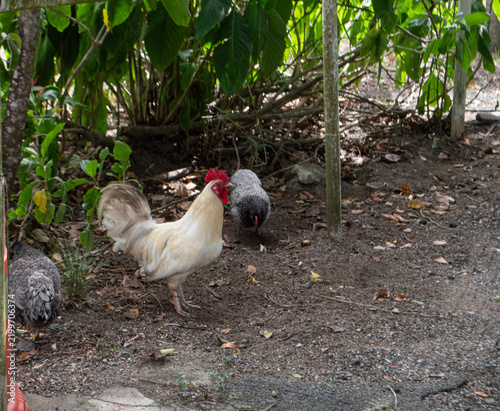 Cuadro en lienzo White rooster and hens foraging in the shade of tropical plants