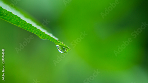 Macro shot of a single water droplet hanging on a fresh green leaf tip.A stunning minimalist macro photograph capturing a single