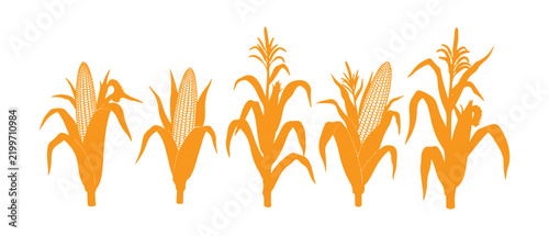 corn plant develops from start to finish: it kicks off as a seed, moves through multiple growth stages