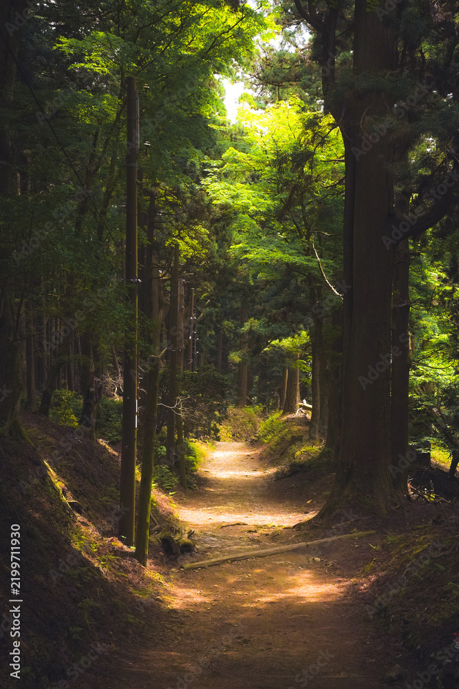 Obraz premium morning in the forest