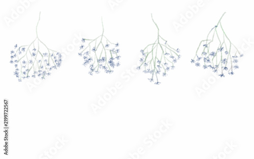 Blue Gypsophila Botanical Branches
