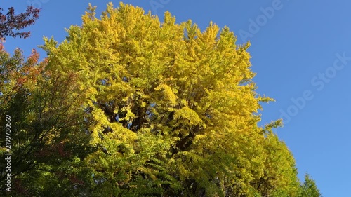 Ginkgo tree leaves glow yellow against blue sky.