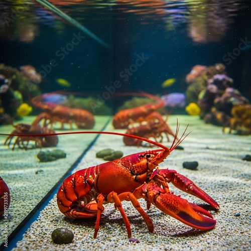 鮮やかな赤色のロブスター、水中、水族館、自然、海洋生物