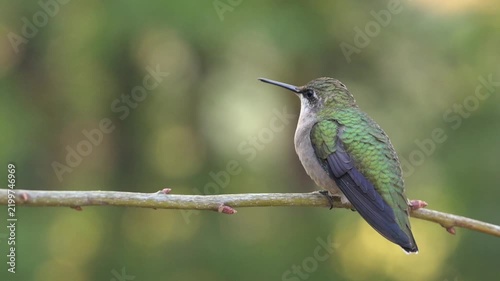 Close-up of Hummingbird on Branch