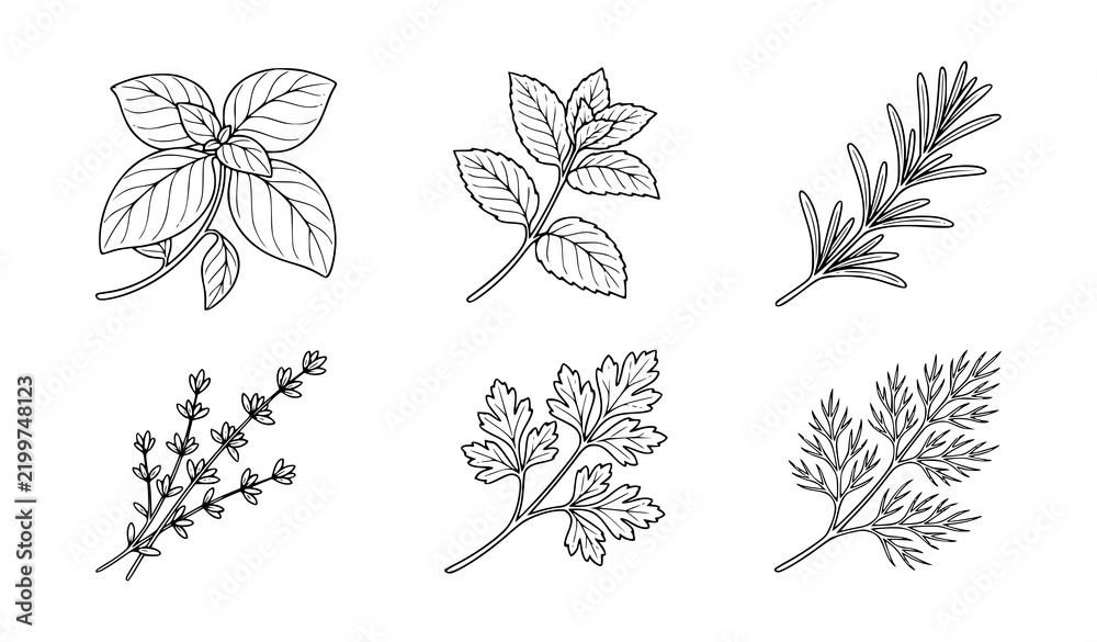 Obraz premium Culinary Herbs Basil Mint Rosemary Thyme Parsley Dill Line Art