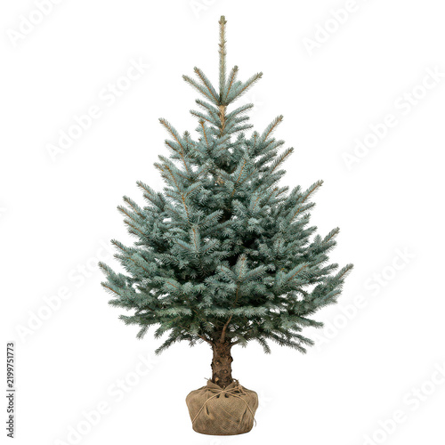 Small blue spruce christmas tree in a burlap sack isolated on transparent background