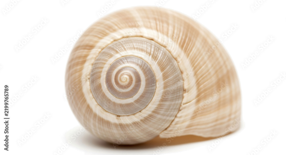 Obraz premium Close-up of Beige Spiral Shell on White Background for Nature and Marine Life