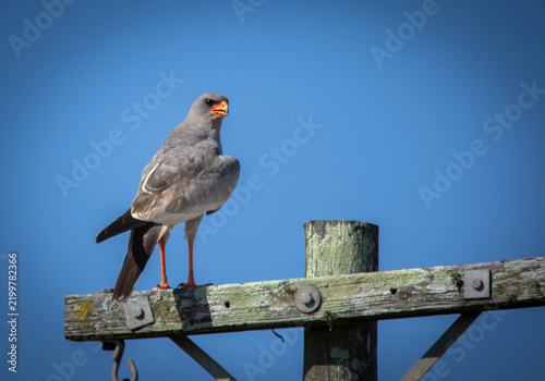 South African birds - pale chanting goshawk