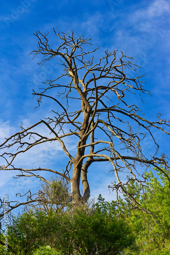 Quadro su tela Gnarled bare tree reaching up with twisted dead branches against a vibrant blue