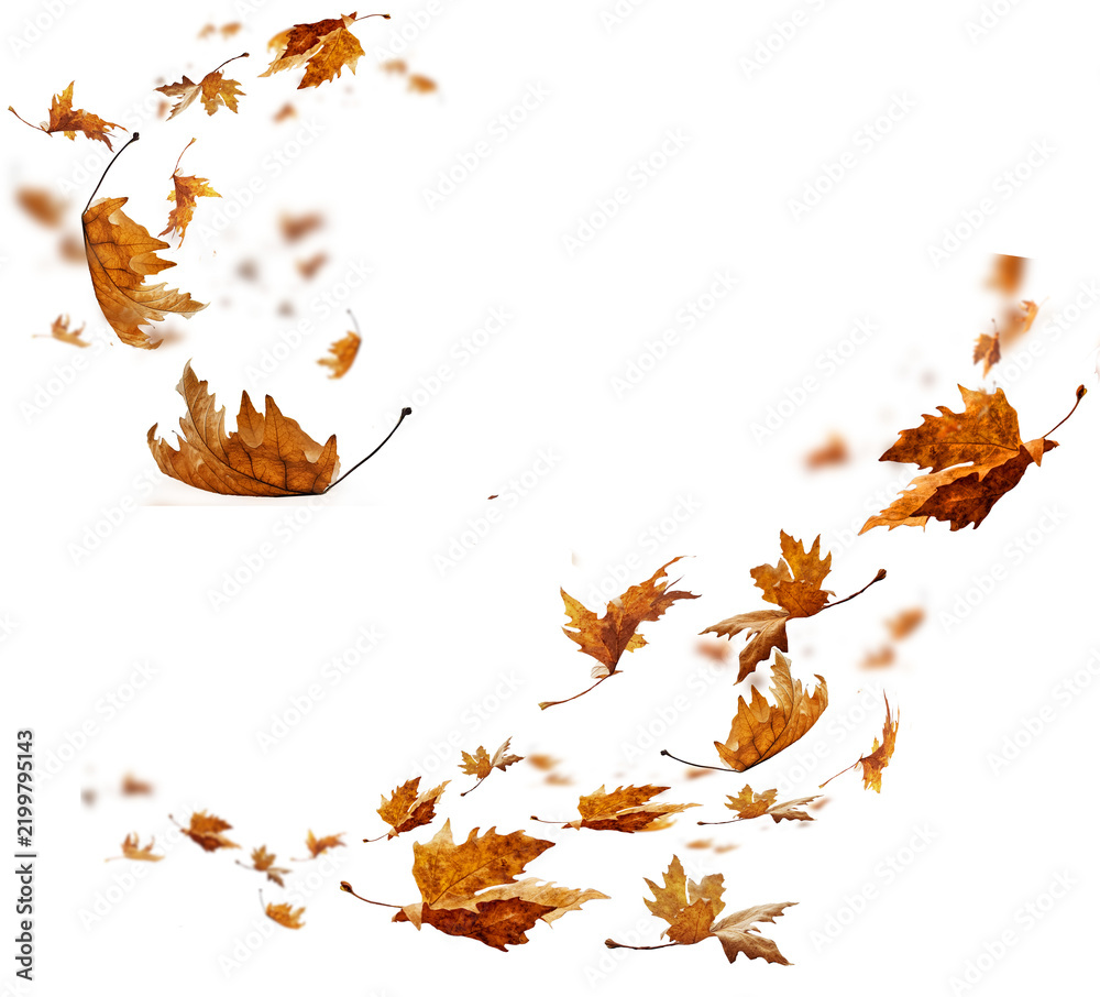 Obraz premium leaf leaves isolated autumn winter season background falling fall platanus tree wid air w