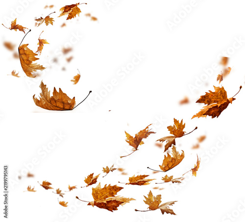 leaf leaves isolated autumn winter season background falling fall platanus tree wid air w