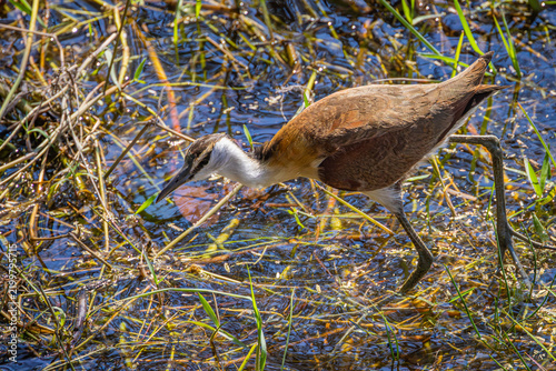 Картината върху платно African Jacana (Actophilornis africanus) walking on reeds in the Chobe River, Ch
