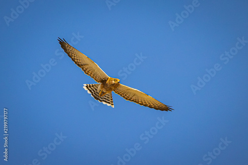 A soaring Greater Kestrel (Falco rupicoloides rupicoloides) at the Nata Bird Sanctuary, Botswana