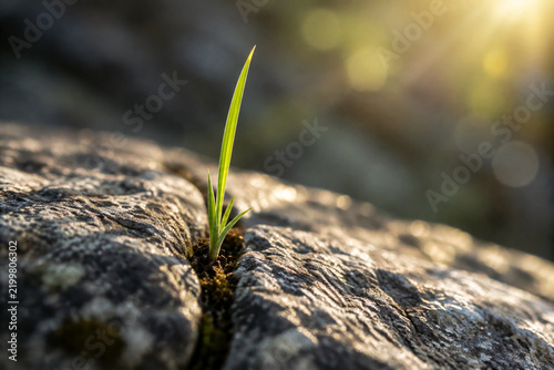 Blade of grass growing from a crack in a rock, reaching for sunlight.