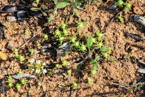 Cuadro en lienzo Hairy Stylewort (Levenhookia dubia) in flower, South Australia