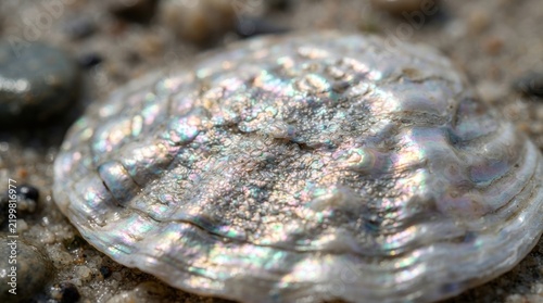Iridescent abalone seashell resting on a sandy beach.