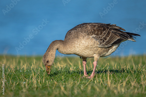 Fotografie Mit grünem Halm im Schnabel und einem wachen, neugierigen Blick steht diese junge Gans da, als hätte sie gerade das beste Menü des Spätsommers entdeckt