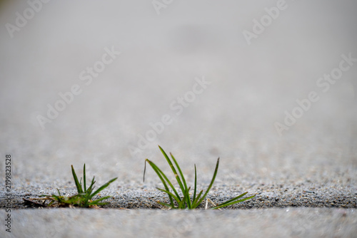 Selective focus on weeds growing in sidewalk cracks during daylight hours
