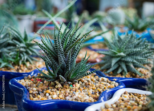 Close up of Haworthia fasciata zebra plant succulent in blue star-shaped ceramic pot.