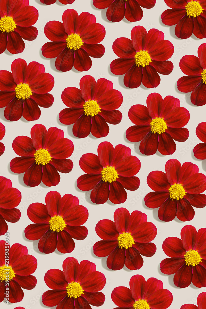 Red dahlia flowers with yellow centers, abstract minimal style celebrate pattern from bright summer blossoms on light beige background. Botanical designs, floral backgrounds, fabric or paper prints.