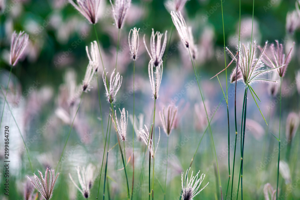 Obraz premium Close-up of delicate grass flowers swaying in gentle breeze in natural garden