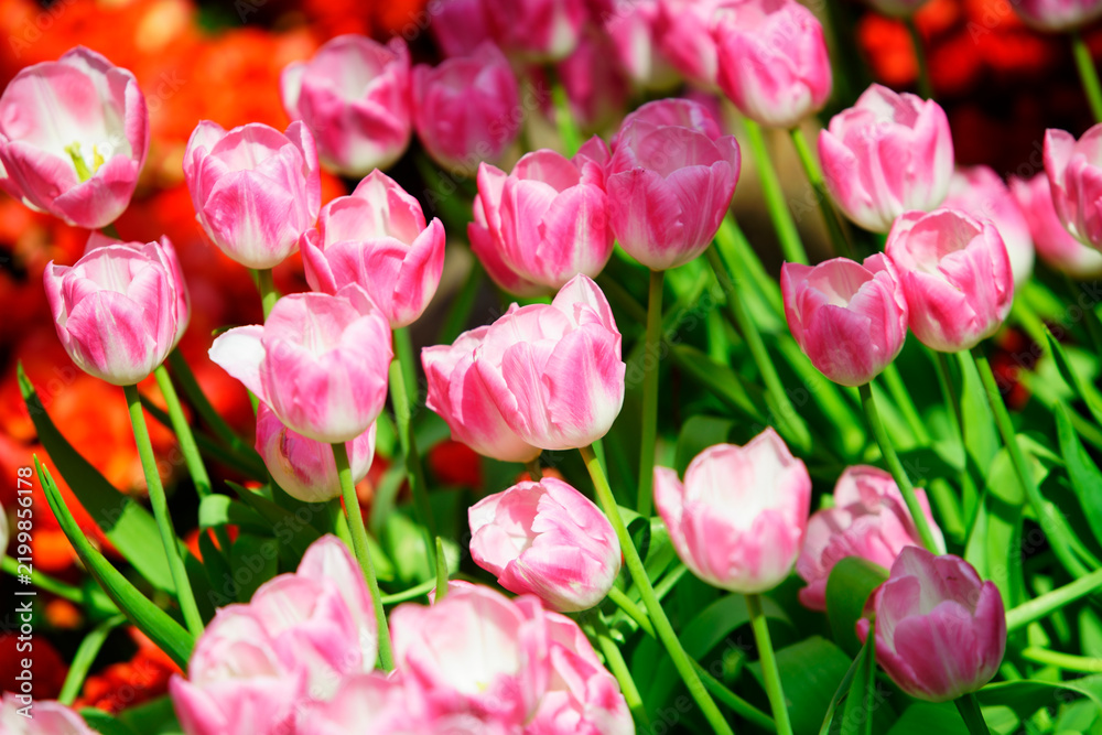 Obraz premium Pink Tulip Flowers in Bloom with Green Stems and Foliage in a Garden Setting