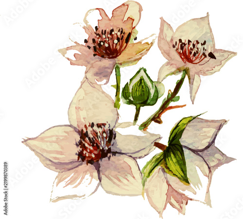 White Flowers with Green Bud Watercolor Illustration