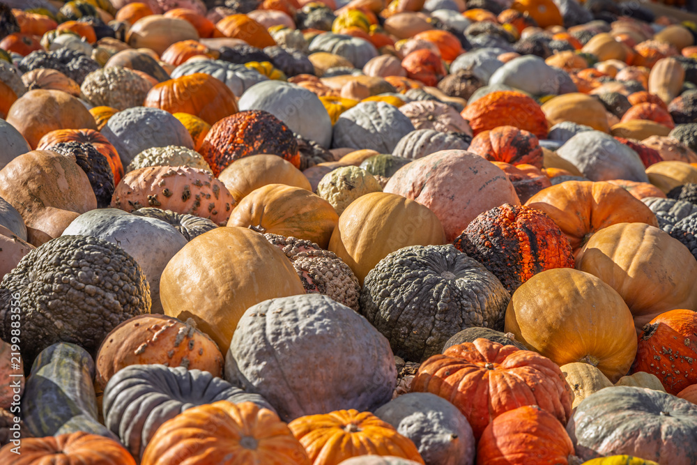 Obraz premium Abundant harvest of colorful heirloom pumpkins and gourds displayed for the autumn season