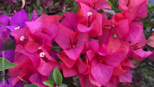 Red and purple Bougainvillea flowers background, bunga Bougenville merah dan ungu asia. Pink. purple, voilet, lilac. close up view. Bougenville flowers are also called paper flowers 