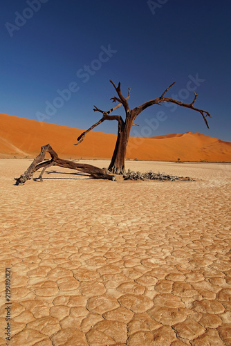 Dead trees in Hidden Vlei in the Namib desert