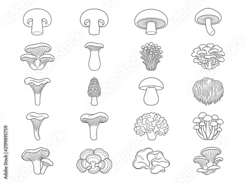 Botanical Mushroom Line Art Grid - Button Oyster Enoki Morel Chanterelle Shiitake Lion's Mane Illustration Set