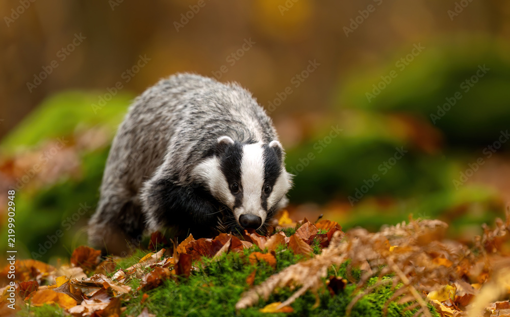 Fototapeta premium Badger close up ( Meles meles )