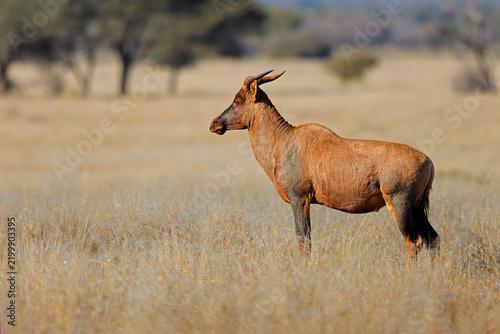 A rare tsessebe antelope (Damaliscus lunatus) standing in natural habitat, Mokala National Park, South Africa