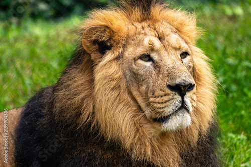 Majestic Male Lion Portrait with Full Mane
