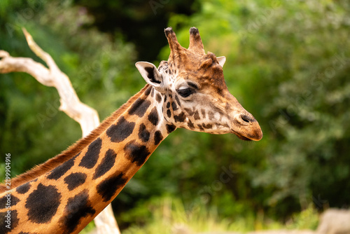 Giraffe Portrait Against a Soft Green Background