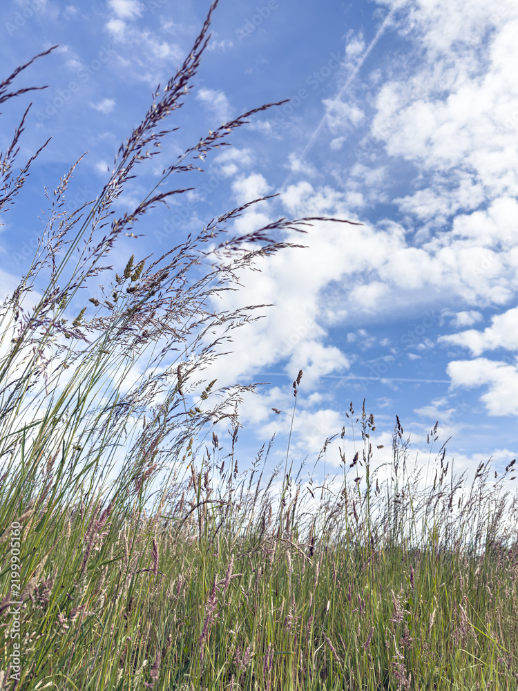 Obraz premium Vertical shot looking upwards at grasses with seed heads and hay fever causing pollen in a field with bright blue sky