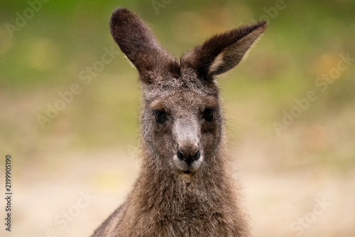 Kangaroo Portrait Looking Directly at the Camera