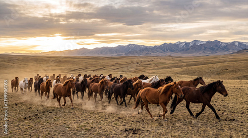 Wild horses running in a group across a grassy steppe at sunset