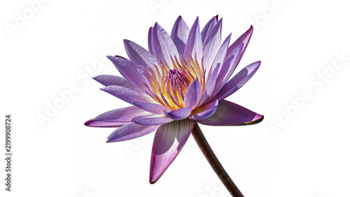 Fotografie Beautiful bright purple water lily lotus flower blossom isolated on transparent background