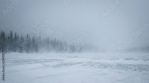 Snowy forest landscape with heavy falling snow and snow-covered ground