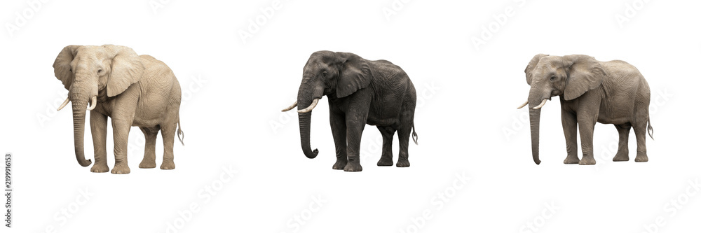 Fototapeta premium Set of Three Majestic Elephants in Different Color Variations and Poses Isolated on White Background Wild Animals Mammals Safari PNG Graphic Design Element
