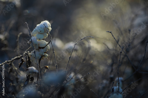 White snow on a bare tree branches on a frosty winter day, close up. Natural background. Selective botanical background.