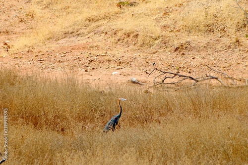 Canvas Print Goliath heron walking through tall golden grass