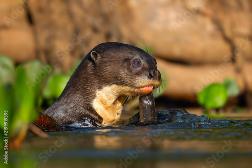 Konstfotografi Giant Otter - Pteronura brasiliensis, large fresh water carnivore from South American rivers, Pantanal, Brazil