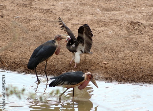 Принти на полотні Marabou stork and white-headed vulture squabbling over food