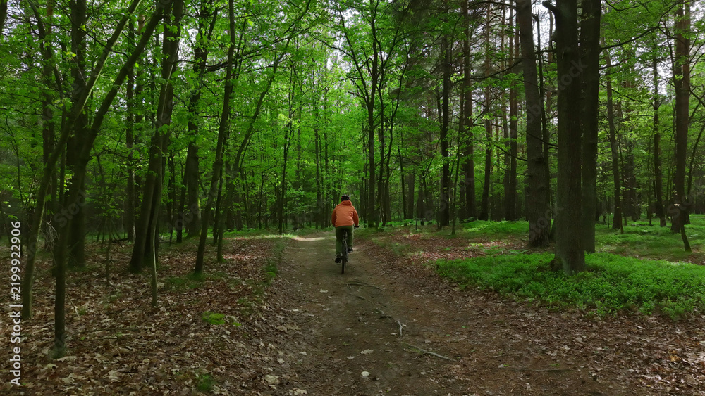 Fototapeta premium Summer forest mountain biking activity on natural trail