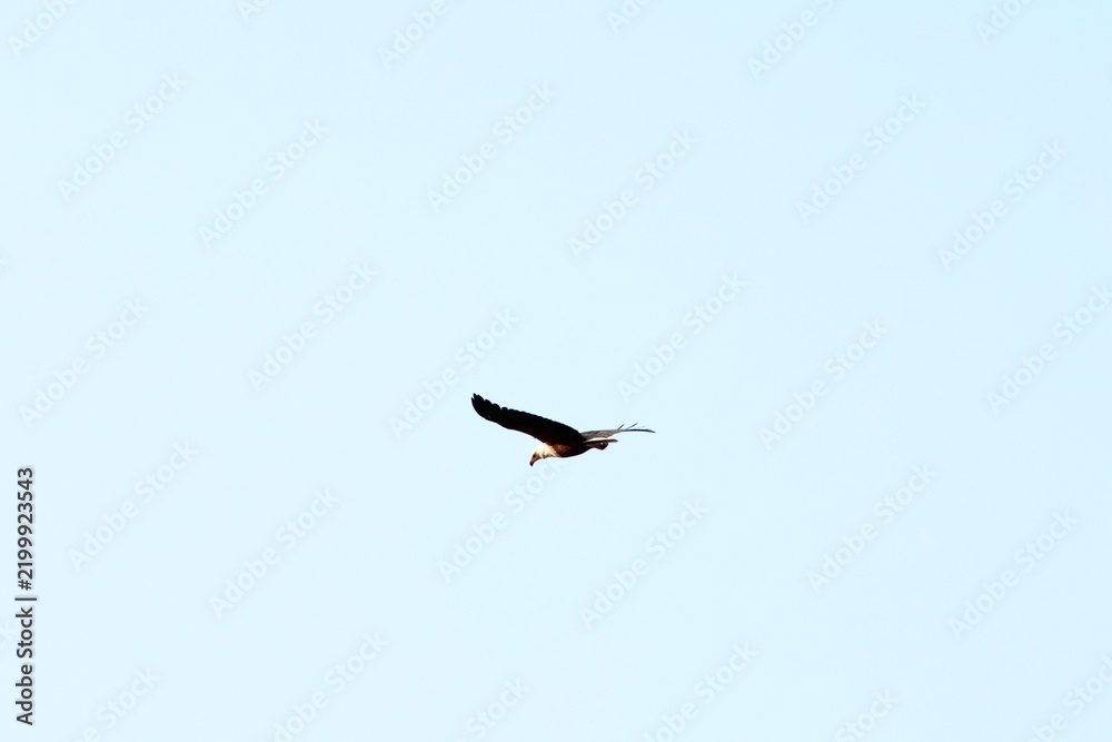 Fototapeta premium African fish eagle gliding across a clear blue sky