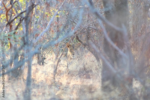 Photography Hidden lioness camouflaged in dense dry bush