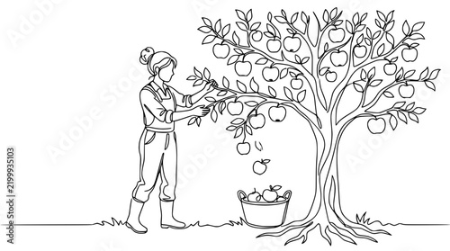Woman Harvesting Apples from Tree, Basket, Black and White Line Art